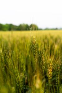 God's provision for the church